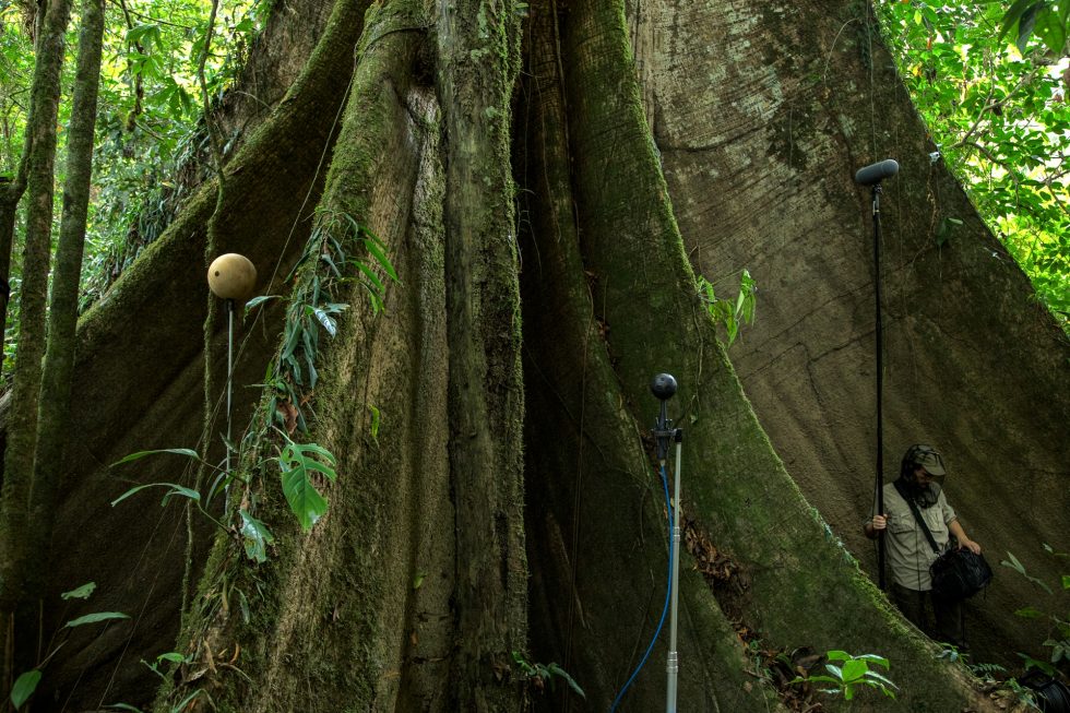 David Monacchi campiona i suoni della foresta amazzonica.