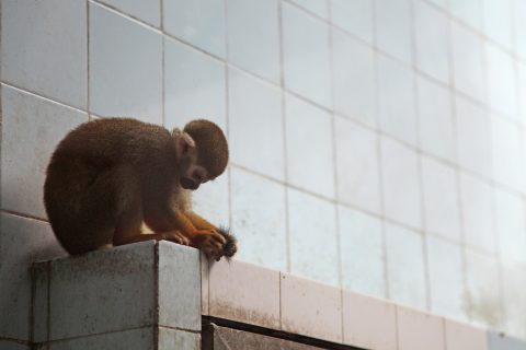 Scimmia scoiattolo presso lo zoo di Shanghai