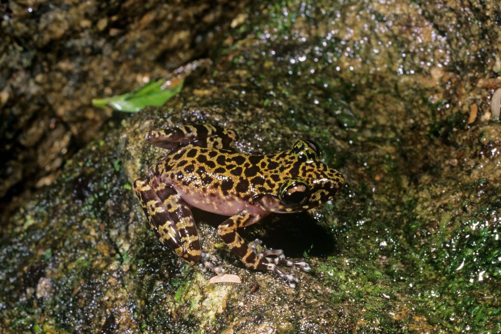 Spinomantis brunae, specie rinvenuta nelle foreste pluviali di Andohahela, Madagascar sud-orientale, descritta nel 1998 e dedicata dall’autore a sua madre. Fotografia di Franco Andreone