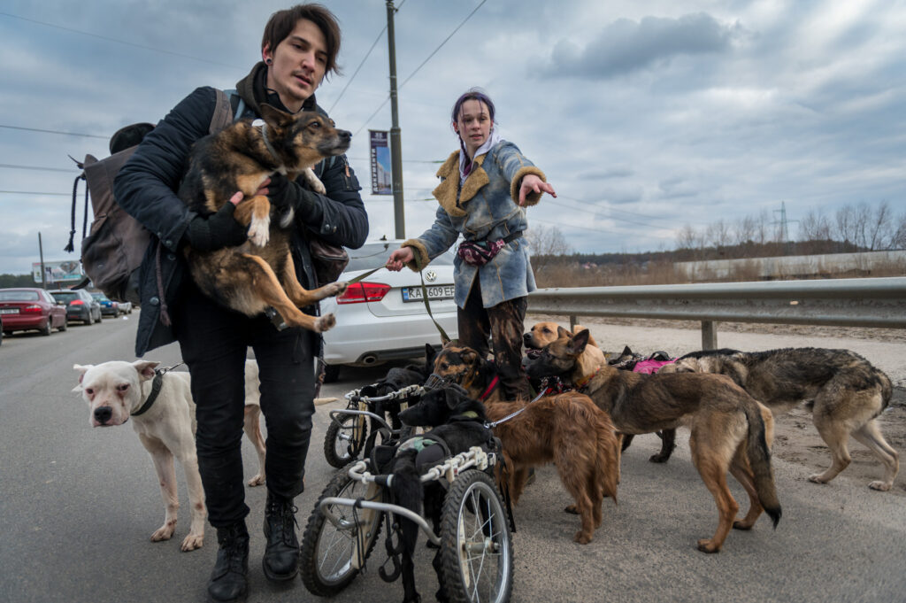 Nastja e Arthur su una strada di Irpin con un gruppo di cani feriti che hanno salvato dai bombardamenti